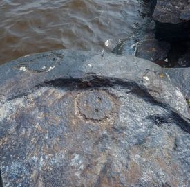 301364 - Seca histórica revela três novos sítios arqueológicos no estado do Amazonas por .