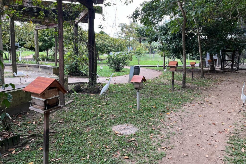 Projeto promove cultivo de abelhas nativas no Parque Mangal das Garças