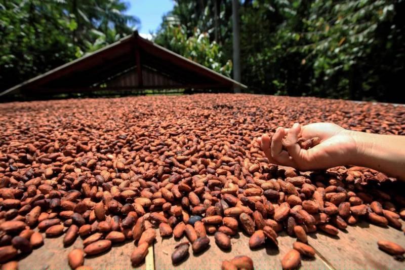 O Pará é reconhecido como o maior produtor de cacau do país.