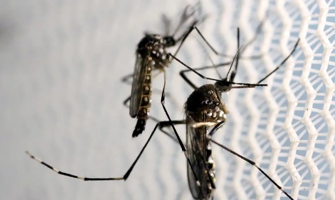 Mosquito Aedes aegypti, vetor de arborviroses como dengue, zika e chikungunya.