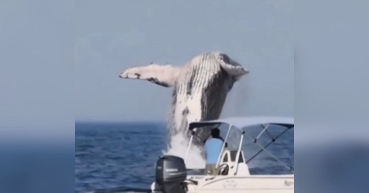 Momento que a baleia-jubarte saltou diversas vezes no mar de Ilhabela.