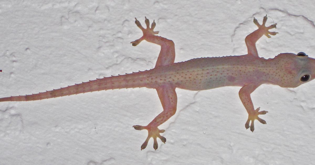 Lagartixa da espécie Hemidactylus mabouia