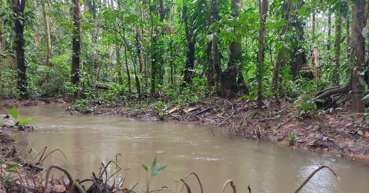 Igarapé amazônico