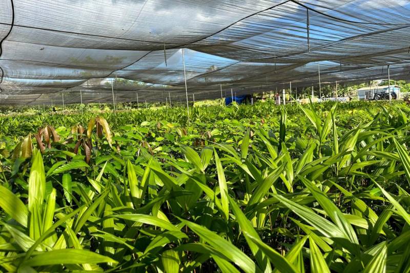 Projeto tem como objetivo a restauração florestal.