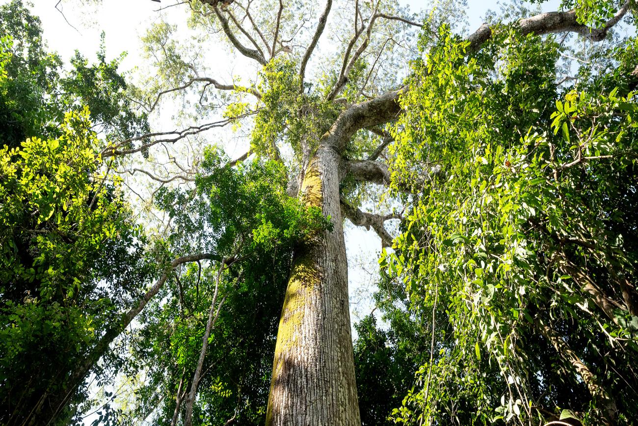 (No santuário fica localizada a maior árvore da América do Sul, um angelim-vermelho de 88,5 metros de altura.)