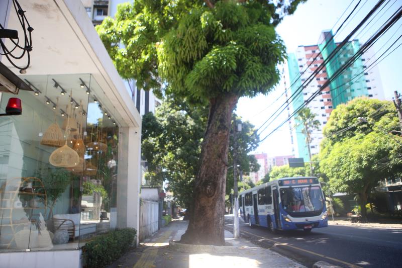Mangueira que será retirada na avenida Nazaré
