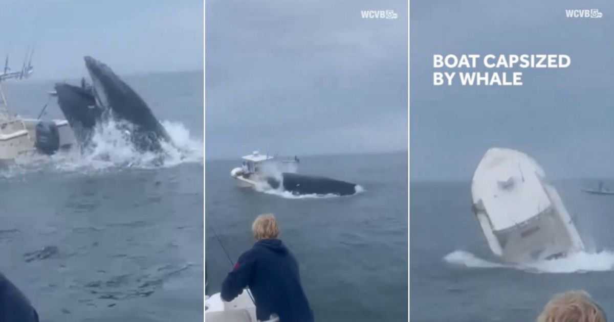 Momento em que uma baleia ataca a embarcação e colide ao emergir para a superfície.