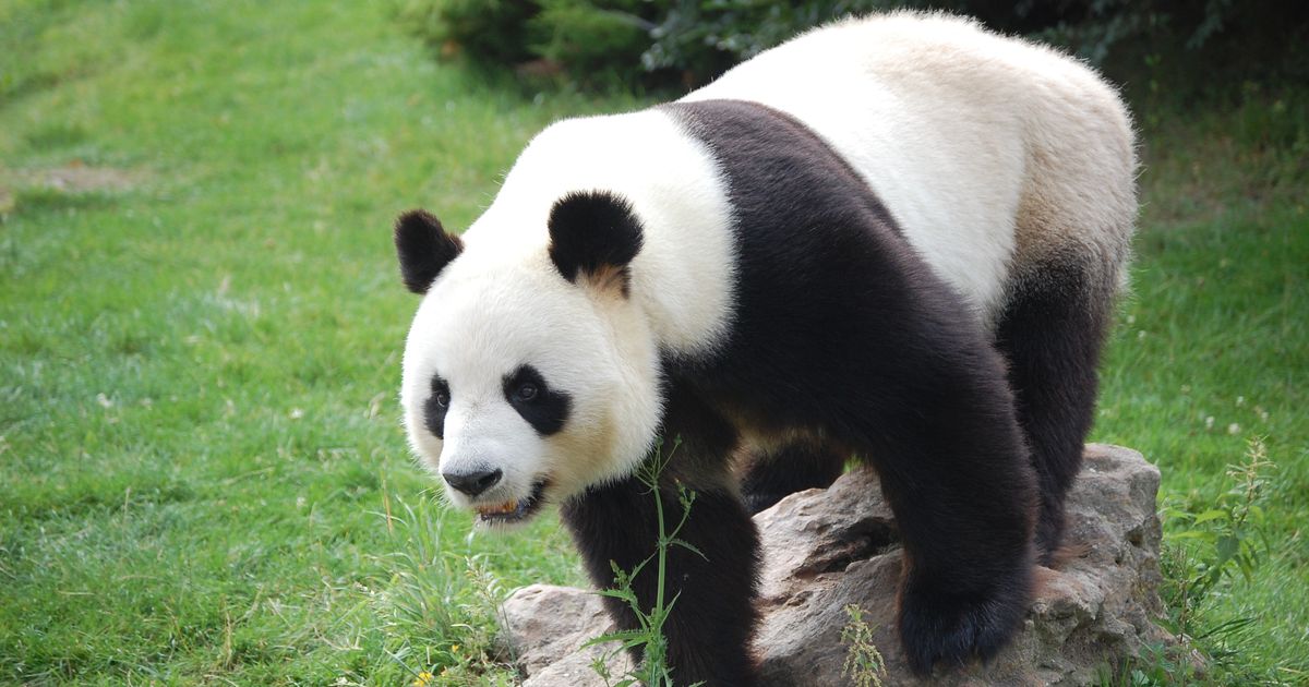 O Urso Panda é uma das espécies ameaçadas de extinção. 