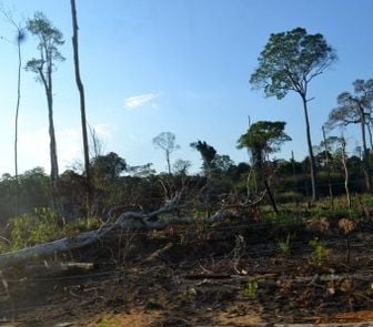 Imagem - Ibama poderá conter dano ambiental em caso de omissão dos Estados