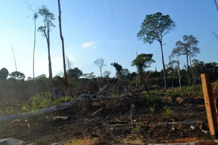 Floresta amazônica é alvo do desmatamento desenfreado