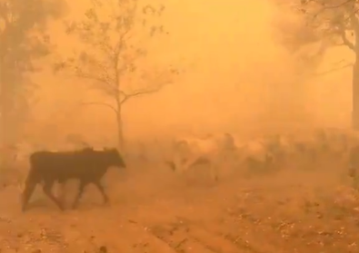 Animais tentavam se salvar do fogo.