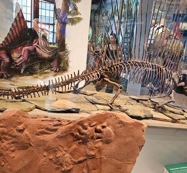 Imagem - Os fósseis de dinossauros em museus são reais ou réplicas?