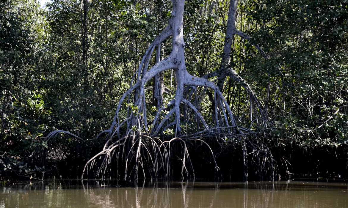 Manguezais evitam absorção de carbono pela atmosfera, apontam estudos.