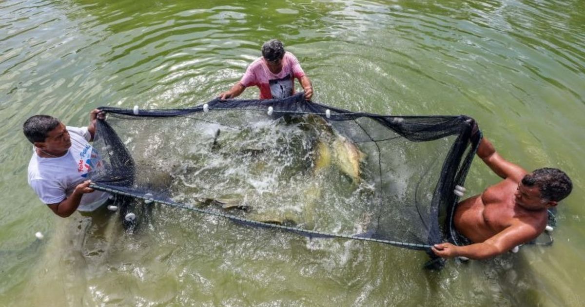 Codec e Sedap debatem parcerias estratégicas para segmento da pesca