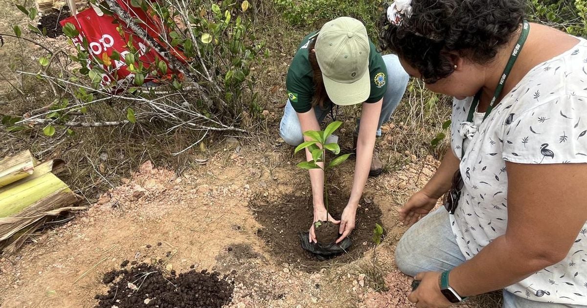 Trinta mudas foram plantadas na Trilha da Capivara, dentro do Parque do Utinga, em Belém.