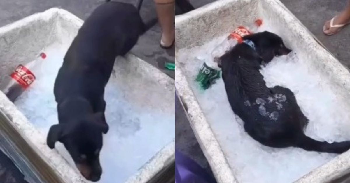 Com calor, cãozinho vai parar dentro de isopor com gelo para se refrescar