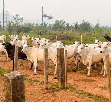 Imagem - Estado cumpre mandado de reintegração de posse na Área de Proteção Ambiental Triunfo do Xingu