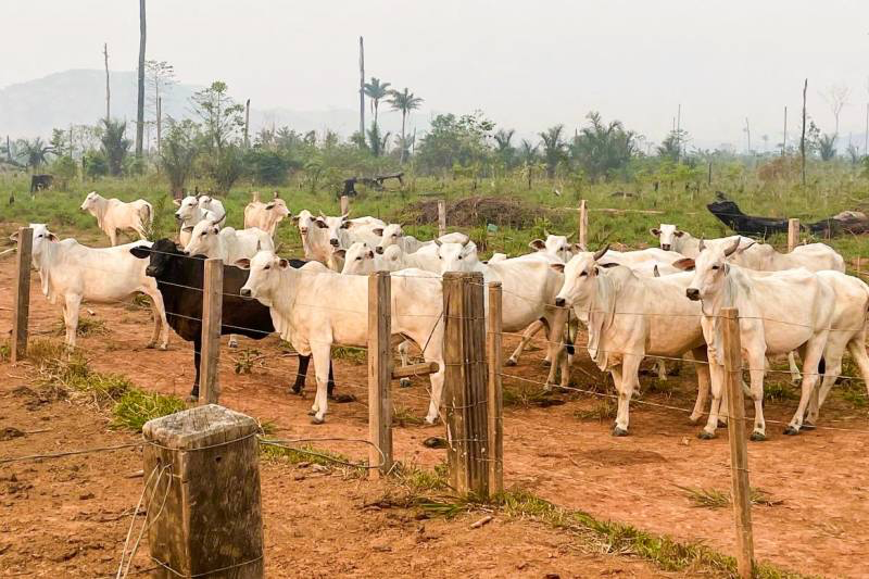 Reintegração de posse em área embargada - 