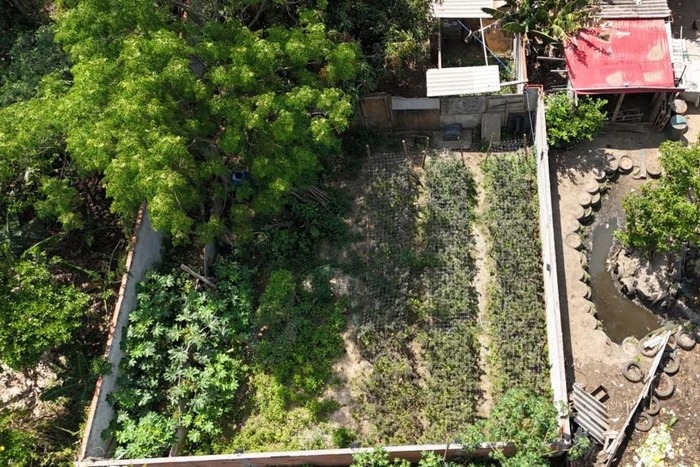 Duas estufas e uma plantação foram flagradas por um drone que sobrevoava a região.