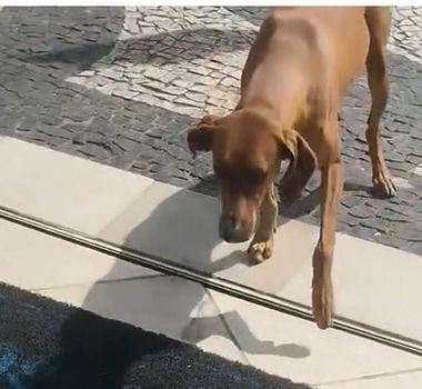 Imagem - Cachorro viraliza na web ao buscar marmita em restaurante todo dia; assista