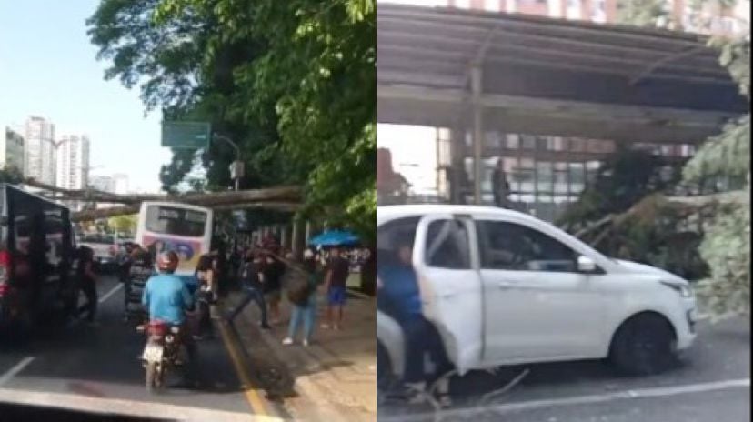 Uma árvore caiu na avenida Almirante Barroso, sentido São Brás, atingindo ônibus, carro e van.