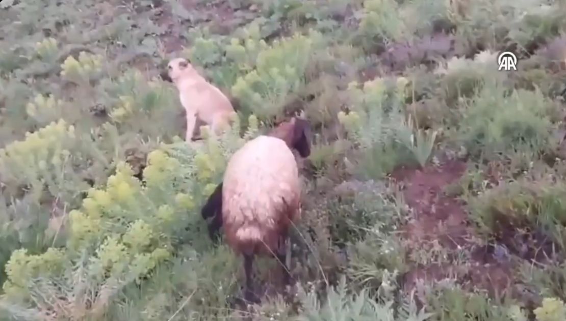 (O cachorro fazia companhia à ovelha, que estava perdida na mata e havia dado à luz.) 