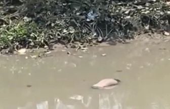 Corpo é encontrado por moradores no canal do Tucunduba, em Belém