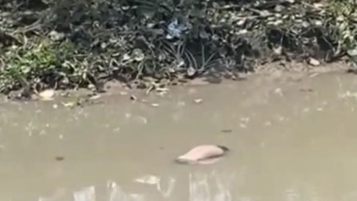 Corpo é encontrado por moradores no canal do Tucunduba, em Belém