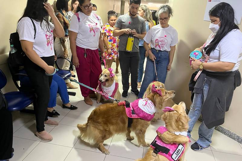 Cachorros ajudam a melhorar o ambiente hospitalar. 