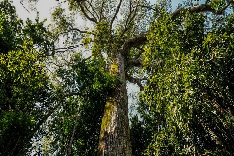 Sete cancelamentos de CARs ocorreram no recém-criado Parque Estadual Ambiental das Árvores Gigantes da Amazônia.