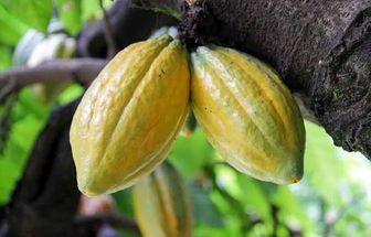 Cacau do Pará e outros produtos de origem vão ao Chocolat Portugal e Salão de Paris