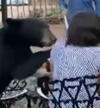 Imagem - Vídeo: Mulher leva 'tapa' e é 'furtada' por urso em hotel mexicano