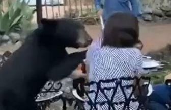 Vídeo: Mulher leva 'tapa' e é 'furtada' por urso em hotel mexicano