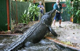 Na Austrália, morre o maior crocodilo em cativeiro do mundo