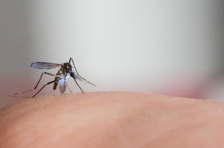 Mosquito Aedesaegypti, transmissor da dengue e outras doenças.