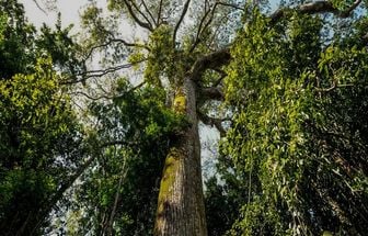 Na COP 29, Pará apresenta novo Parque Estadual das Árvores Gigantes da Amazônia