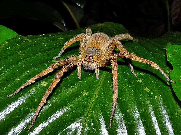 Aranha Bananeira