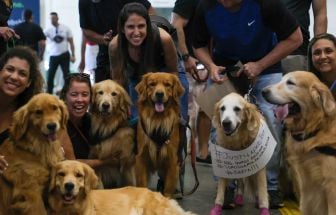 Alemanha alcança arrecadação recorde do imposto sobre cachorro: R$ 2,4 bilhões