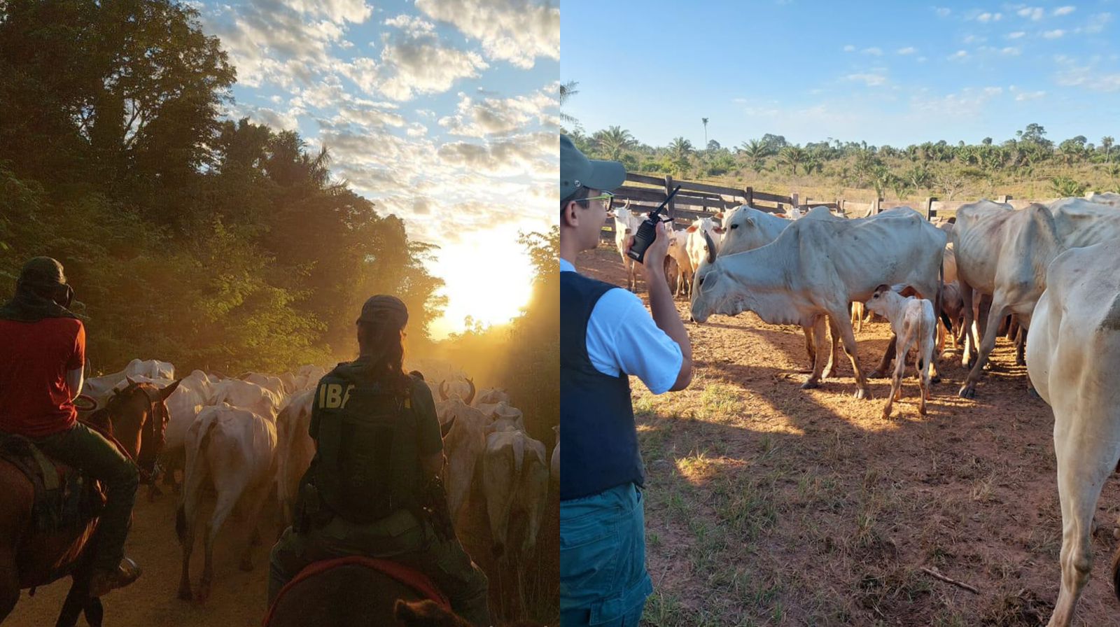 Operações no Pará apreendem dados e bens de quatro suspeitos de fraudes que permitiram a comercialização de 7,4 mil bois criados ilegalmente em terra indígena, no Pará.