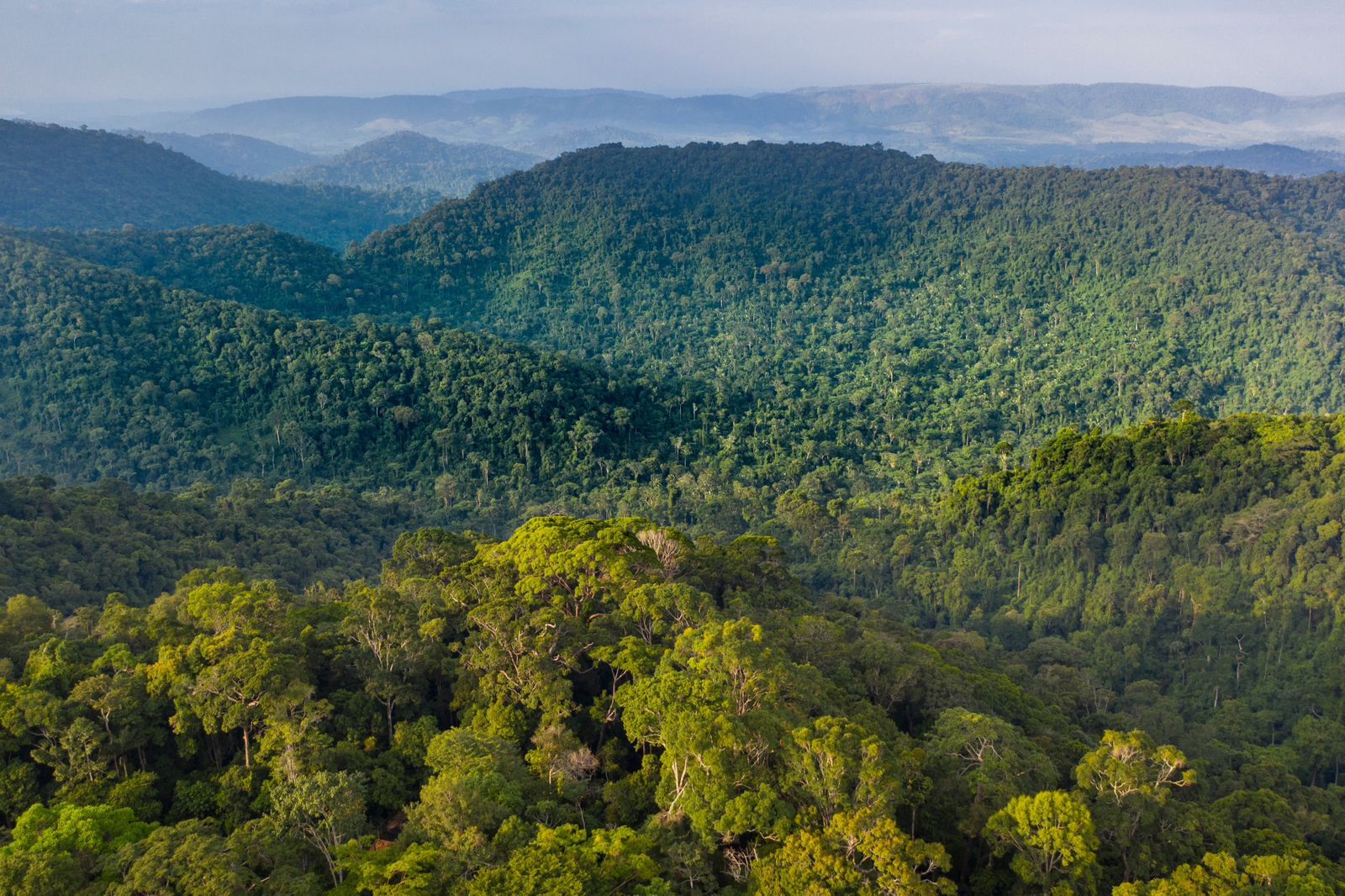 A Vale atua na região amazônica há quase 40 anos e ajuda a preservar cerca de 800 mil hectares de florestas na região.