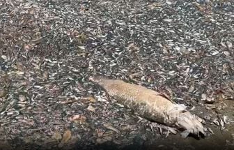 Altas temperaturas transformam rio em ‘tapete’ de peixes mortos em Santarém