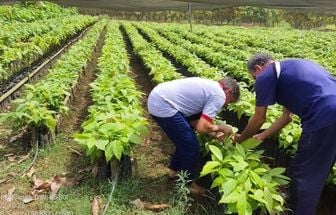 Divisas estaduais tem fiscalização reforçada para evitar entrada de pragas