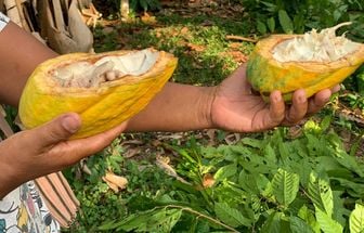 O melhor cacau do Brasil será conhecido na próxima quinta-feira, em Belém