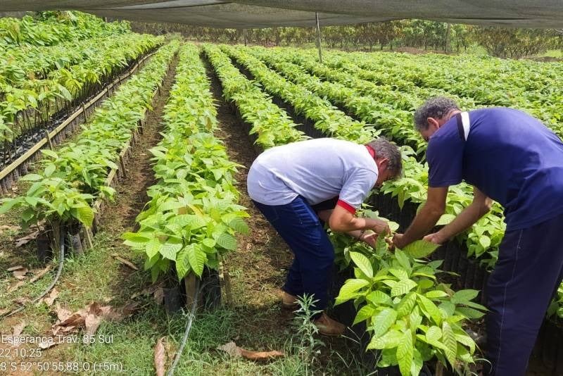 Esse trabalho se estende por todo o território paraense e ajuda a manter os cultivos agrícolas livres de pragas.