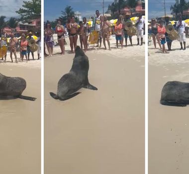 Imagem - Lobo-marinho aparece em praia de Santa Catarina e dá show de simpatia; assista