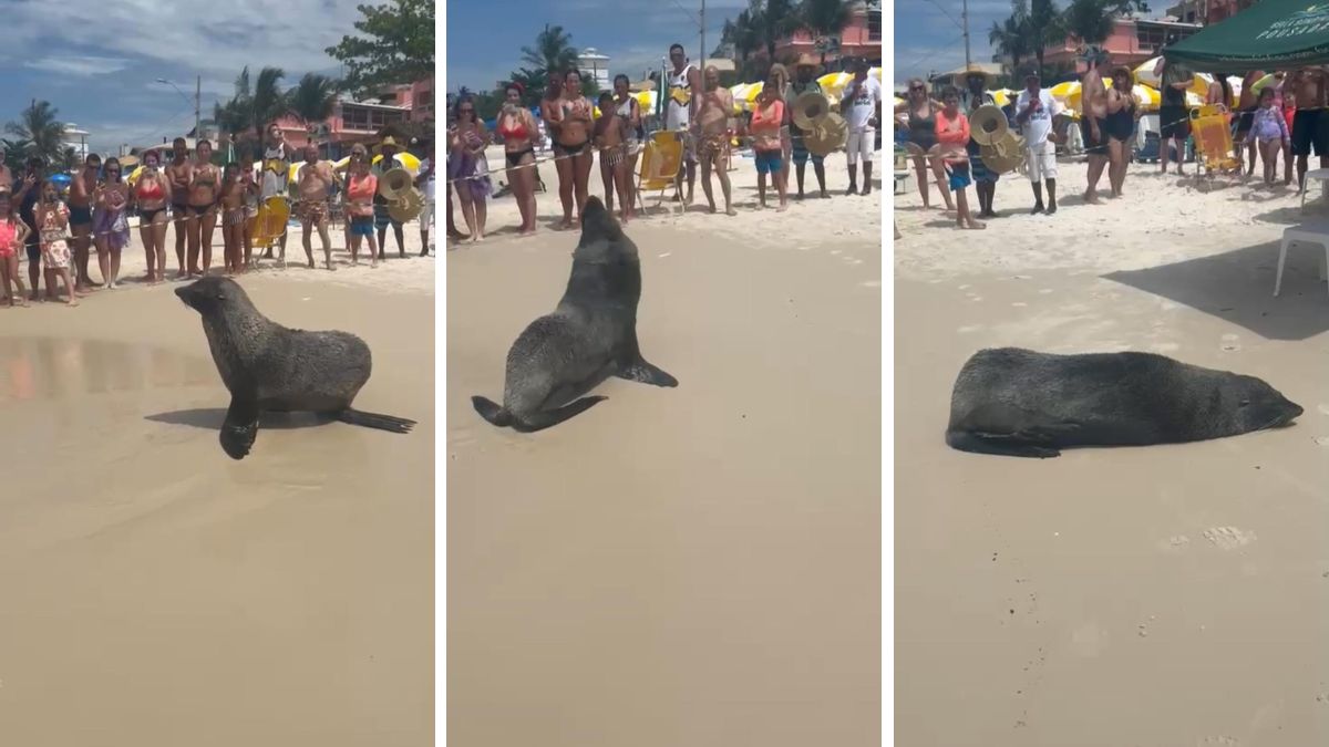 Animal apareceu em praias de Santa Catarina.