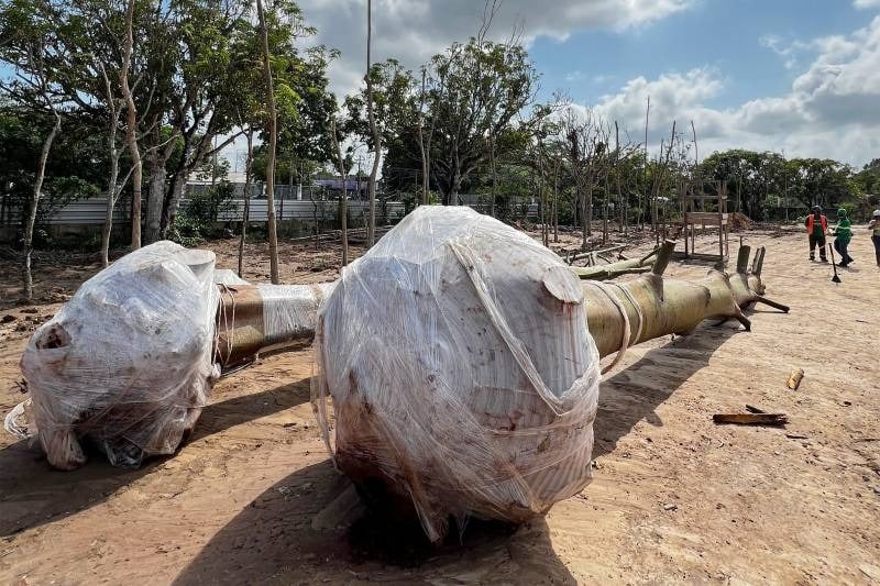 O transplante das primeiras samaumeiras, árvores icônicas da Amazônia.