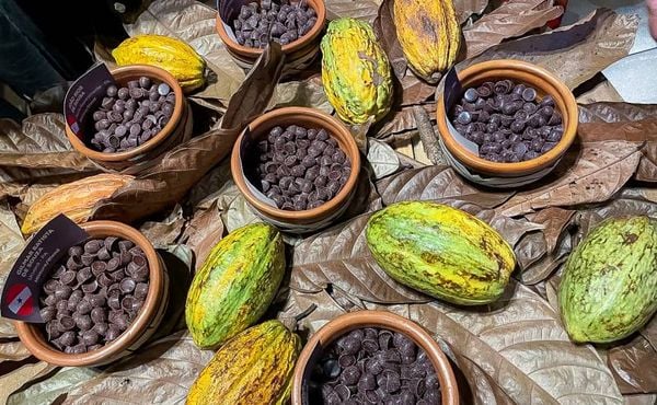 Pará conquista o primeiro lugar como melhor cacau do Brasil