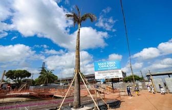 Árvores são transplantadas para áreas de obras da COP 30, em Belém