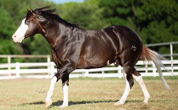 Cavalo brasileiro de R$ 160 milhões é o mais caro da raça Quarto de Milha no mundo